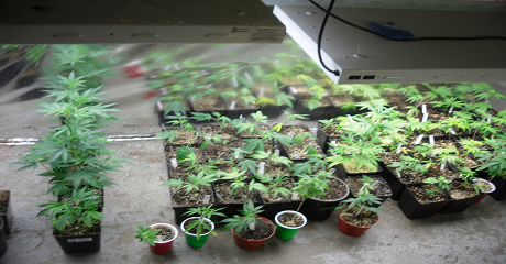 medical-marijuana
